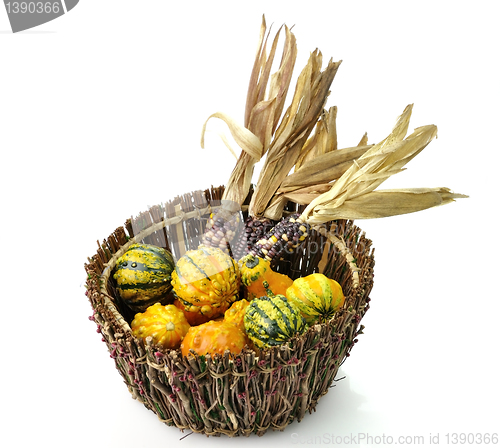 Image of Decorative Squash And Colorful Corn