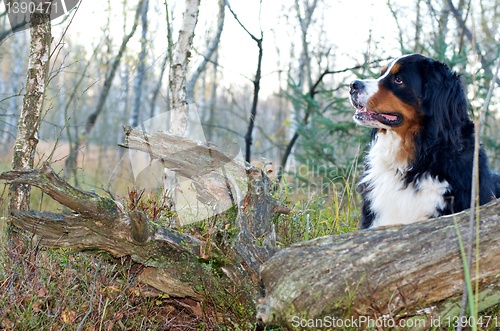 Image of Bernese cattle dog