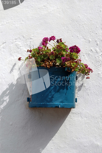 Image of flowers in pot