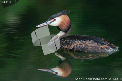 Image of Great crested grebe in green water