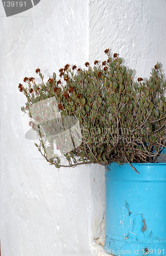 Image of flower pot