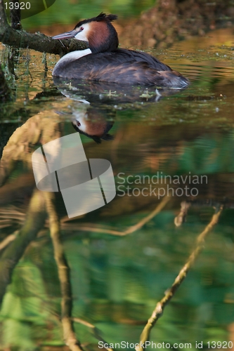 Image of Grebe in Reflections 2
