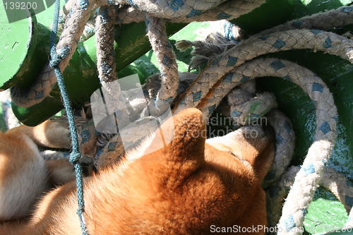 Image of The dog is sleeping with the rope
