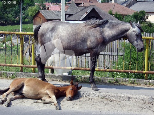 Image of Summer nap