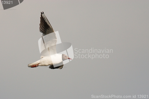 Image of Black-headed Gull