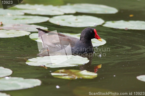 Image of Moorhen