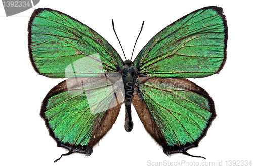 Image of butterfly isolated   