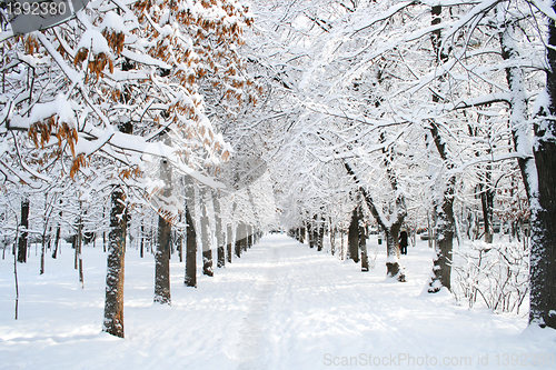 Image of park  landscape in winter 