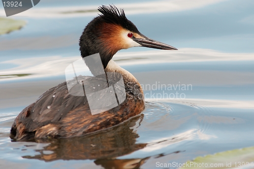 Image of Great crested grebe in blue water