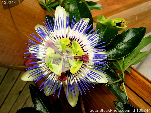 Image of SENSUALITY PASSIFLORA