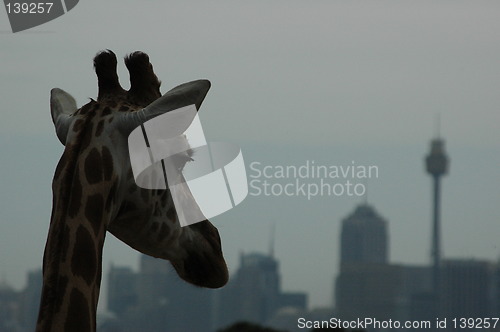 Image of Giraffe with tallest building