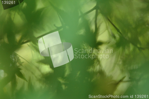 Image of Green leaves