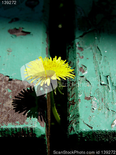Image of yellow flower