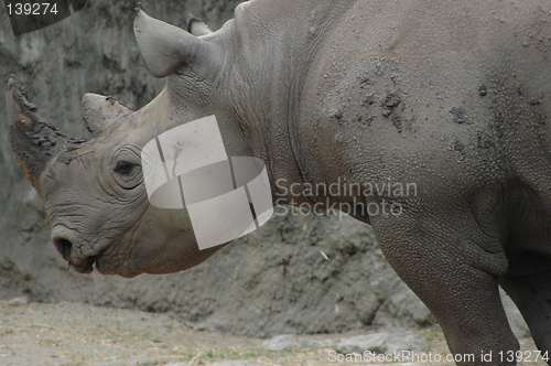 Image of Rhinoceros