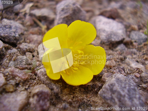 Image of Flower