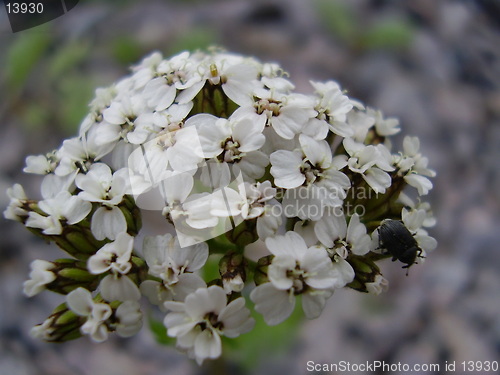 Image of Flower