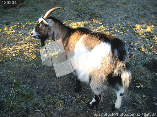 Image of Goat