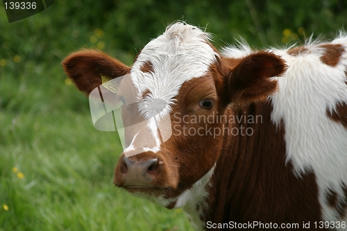 Image of Cow portrait