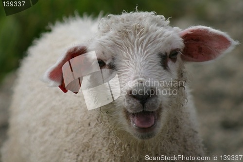 Image of Lamb