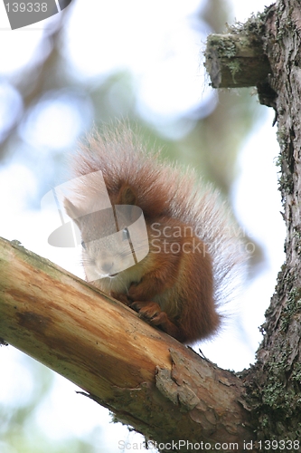 Image of Squirrel