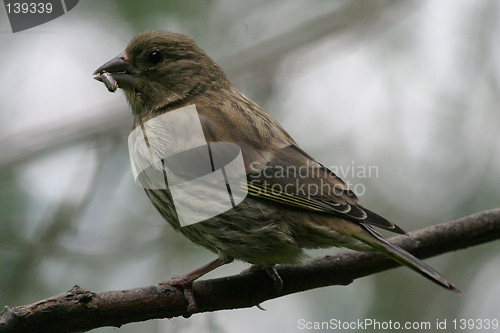 Image of Bird with seed