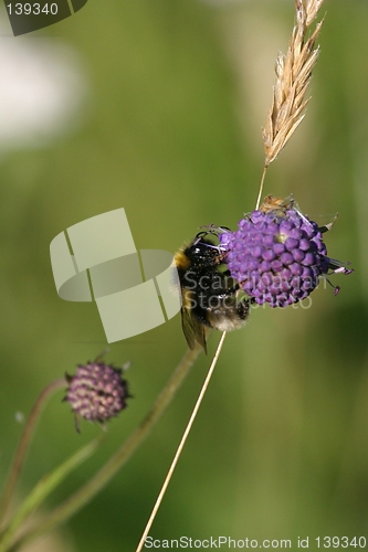 Image of Bumblebee on flower