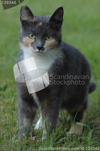 Image of Grey cat