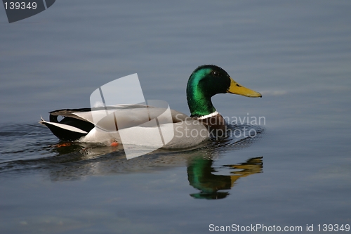 Image of Male duck