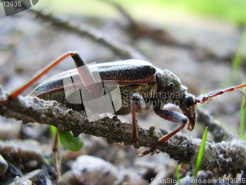 Image of Beetle