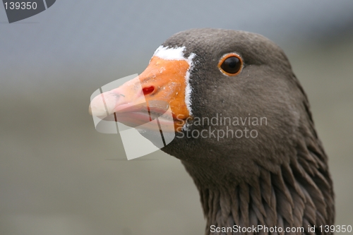 Image of Goose portrait