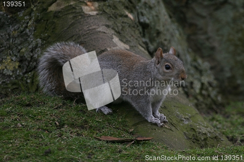 Image of squirrel