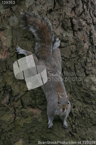 Image of Squirrel