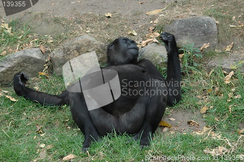 Image of Monkey relaxing