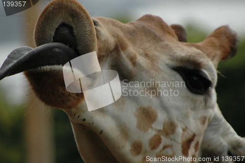 Image of Giraffe