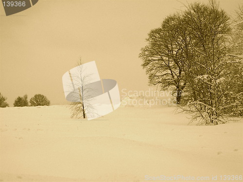 Image of Winter trees christmas