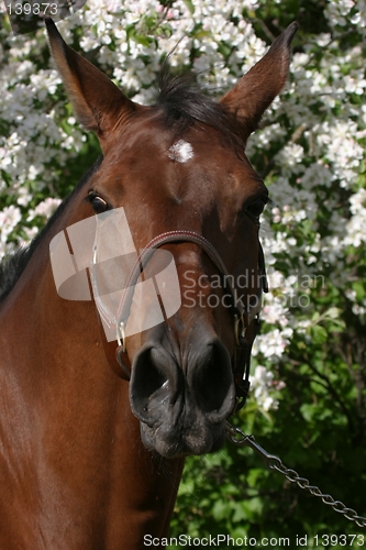 Image of Horse portrait