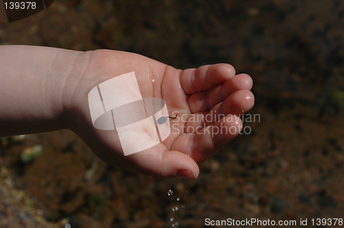 Image of Hand with baby frog