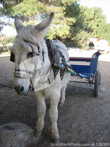 Image of Donkey