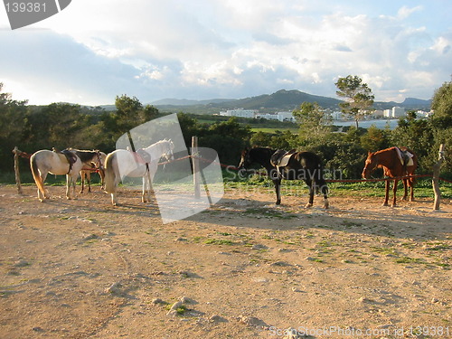 Image of horses