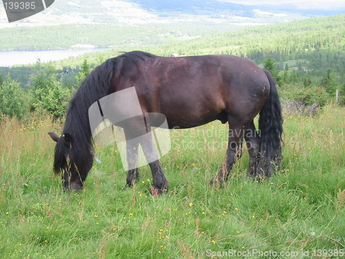 Image of dark brown horse