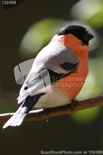 Image of Male bullfinch