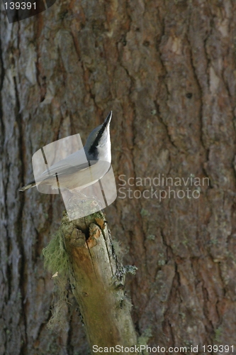 Image of nuthatch