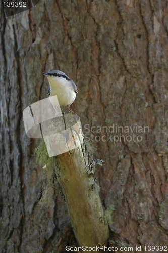 Image of nuthatch