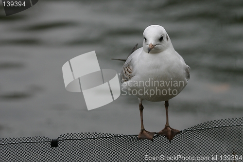 Image of gull