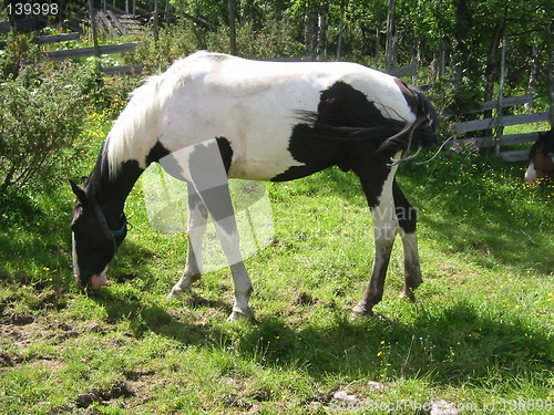 Image of black and white horse