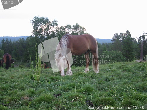 Image of beautiful horse