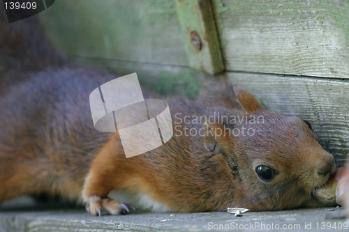 Image of Squirrel taking nut