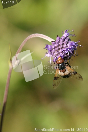 Image of Insect on flower