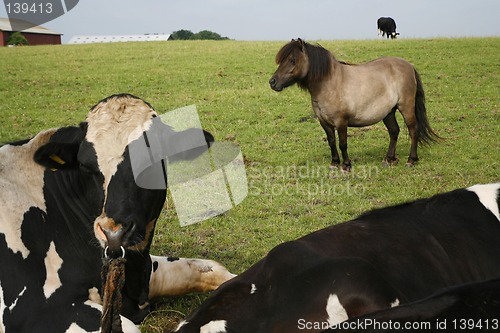 Image of Calves and horse