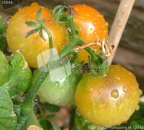 Image of Home grown tomatoes